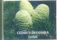 Cedrus Deodhra Cones