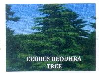 Cedrus Deodhra Tree