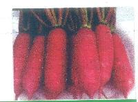 Chinese Pink Radish Seeds
