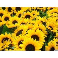 Pan American Sunflower Helianthus Annuus seeds