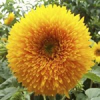 Sunflower Teddy Bear seeds
