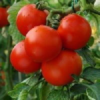 Tomato Round Seeds