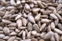 sunflower seeds kernel