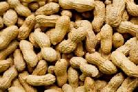 inshell peanut