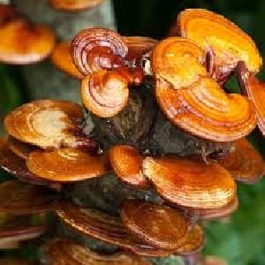 Ganoderma Mushroom Extract