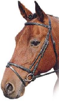 English Bridles