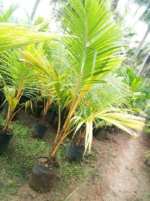 Dwarf Coconut  Plant