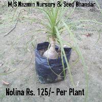 Nolina Plant