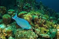 Parrot Fish