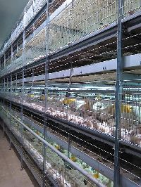 G E Broiler Battery Cage