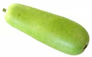 bottle gourd