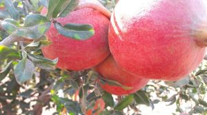 Pomegranate Fruit,  Packaging Size : 5-25kg