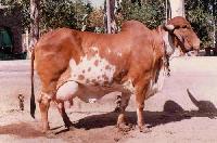 Gir Cow