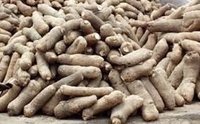 Yam Tubers