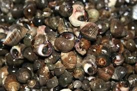 Periwinkle Sea Snails