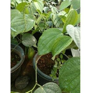 Bush Pepper Plant