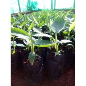 Javari Banana Plant