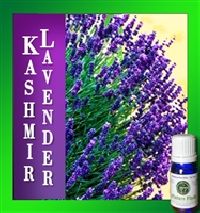 Rare Kashmir Lavender Oil