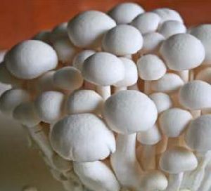 fresh milky mushroom