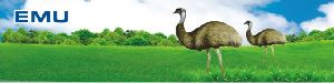 Emu Birds