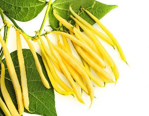 YELLOW BEANS SEEDS