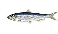 sardine fish