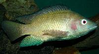 Tilapia Fish