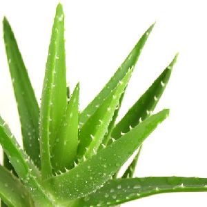 Aloe Vera - Cacti & Succulant