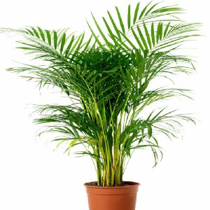 Arcea Palm