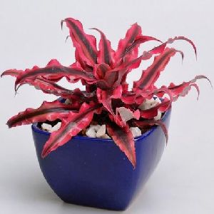Cryptanthus Red