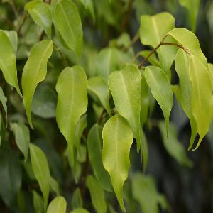 Ficus Benjamina Gold