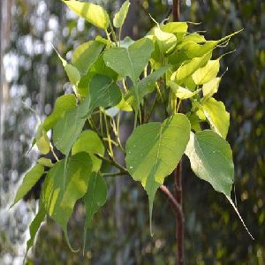 Ficus Re ligiosa/Peepal Tree