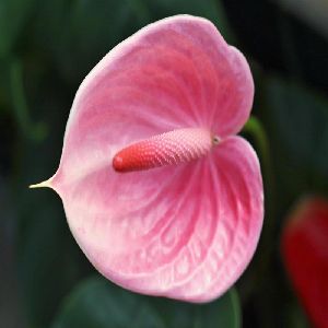 Flemingo Flower, Tail Flower Baby Pink