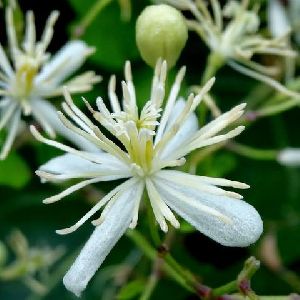 Gourian Clematis