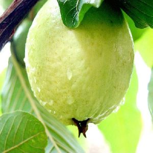 Guava-Lucknow-49