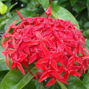 Ixora singapuri-hybrid-red