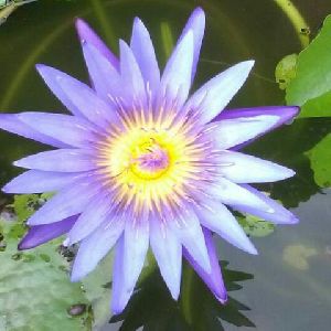 Kamal Water Lily Blue
