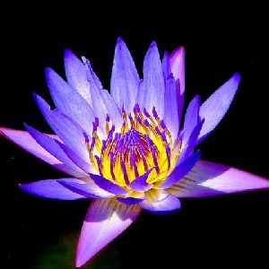 Kamal Water Lily Purple