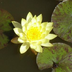 Kamal Water Lily Yellow