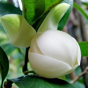 Magnolia Dwarf Coco