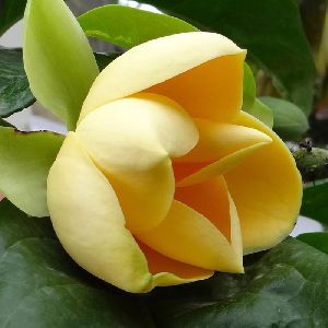 Magnolia Mutabilus