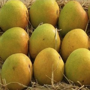 Mango Alphansa (Grafted)