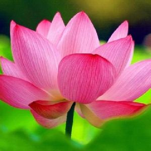 Pink Lotus - Aquatic Plants