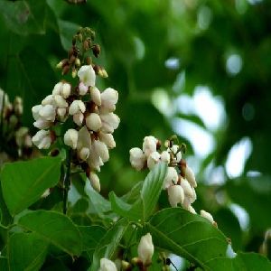 Pongamia/ Indian Beech Tree