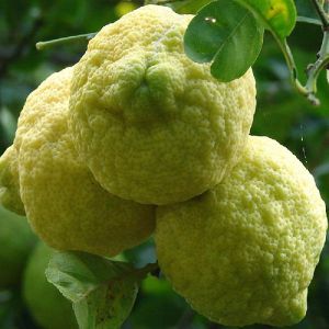 Rough Lemon