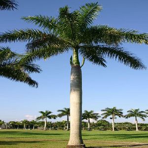 Royal Bottle Palm