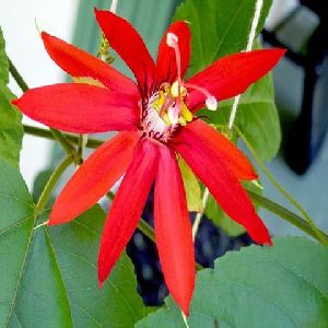Scarlet Passion Flower red