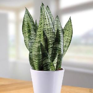 Snake Plant-Green