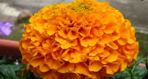 Indian Marigold Flower