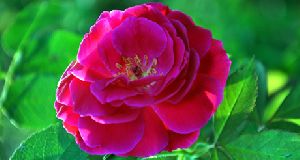 Indian Rose flower